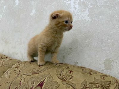 Scottish Fold zotdor mushuk