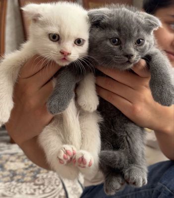 Scottish fold bolalari sotiladi