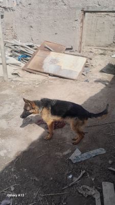 8 oyliq kushik aqilli adamga sakirmidi
