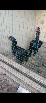 Bobo horozlar sotiladi