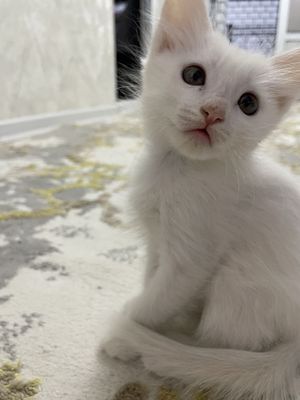 Отдам котят в ХОРОШИЕ руки