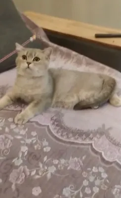 Продается котенок шиншила