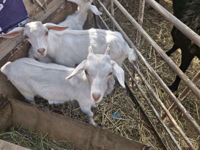 Зотдор сут йуналишидаги эчки болалари, 2 та ургочи, 1 та эркак