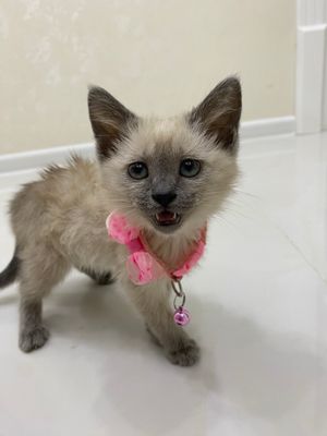 Siam mushukcha