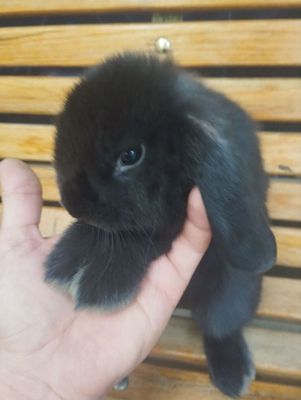 Продаются кролик французский баран