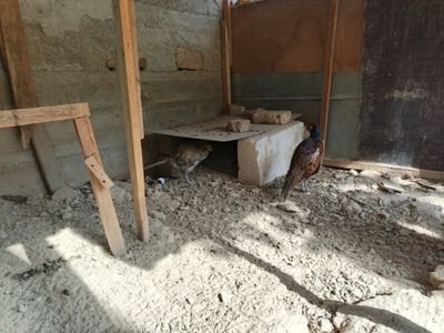 Fazan va bentam sotiladi 120 $