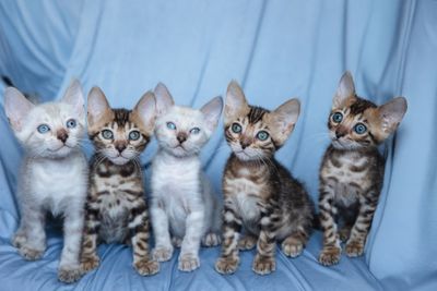 Бенгальские котята