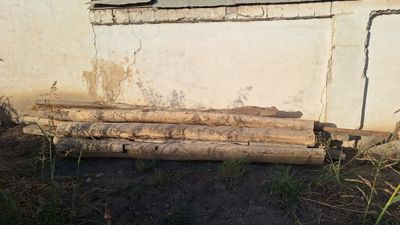 Koʻk terakning yogʻochi