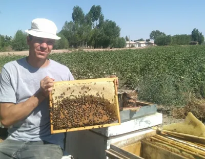 Мёд натуральный со своей пасеки