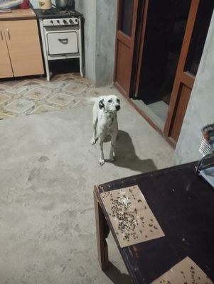 Собака далматинец
