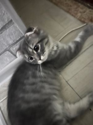 Вислоухий котенок продается