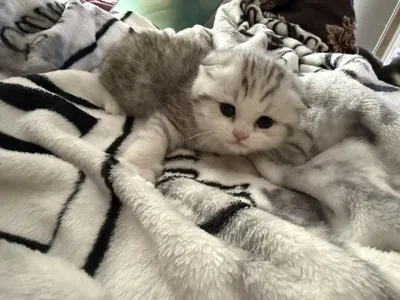 Котенок мальчик породы фолд