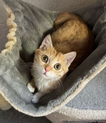 Отдаю котенка в ответственные руки (наполовину скоттиш страйт)