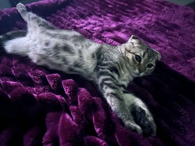Сотилади скоттиш фолд