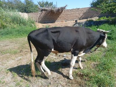 Qora buqa. Boqilmagan kelishamiz