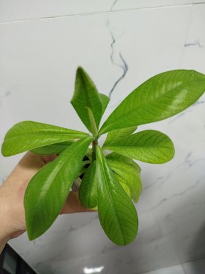 Malachaya guli detkasi