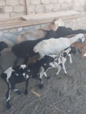 Ona qoy sitiladi tezda