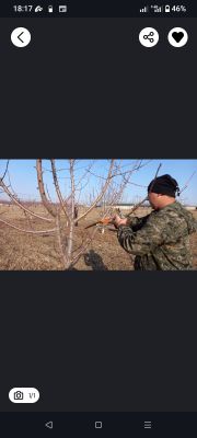 Daraxt kesish va malakali bogʻbon xezmati