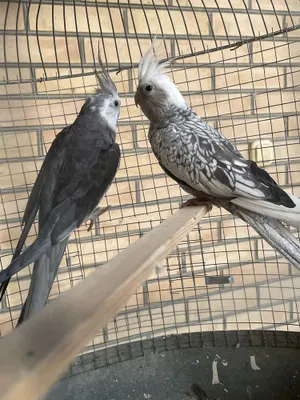 Карелла пара кафаси билан