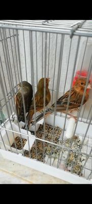 Икта нар бита мода 7 ойлик