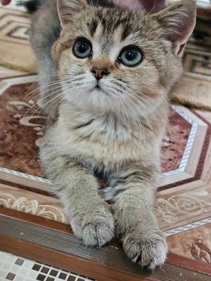 100% Британский котенок .Окрас ШИНШИЛЛА