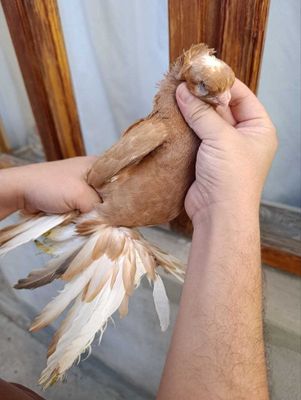 kabutar sotiladi