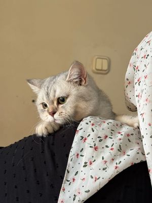 Срочно Продаётся Британская Серебристая Шиншила