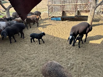 Қуй сотилади она бола