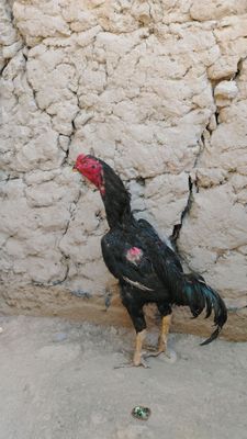 Dakan horoz 1 tulak 4..4..500.kg atrofida