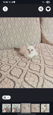 Котёнок продам только добрым рукамрукам