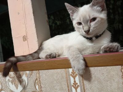 Мушук боласи сотилади
