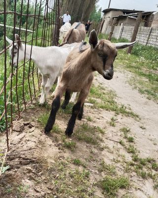 Chex Alpin takacha sotiladi