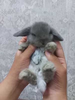 Декоративные крольчата Декоратив куёнчалар