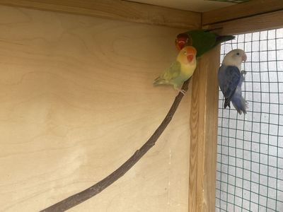 Lovebird qushlari, totilar