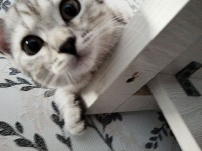 Продаётся кошка пародисатася
