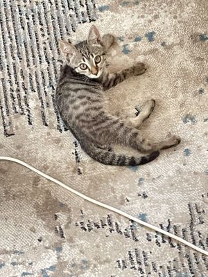 Отдам котёнка в хорошие руки