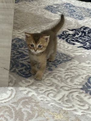 Британская шиншилла кошки
