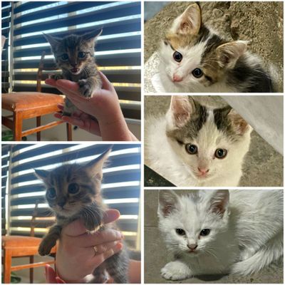 Домашние котята разных расцветок