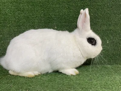Sotiladi Xatot quyon , продается кролик Хатот