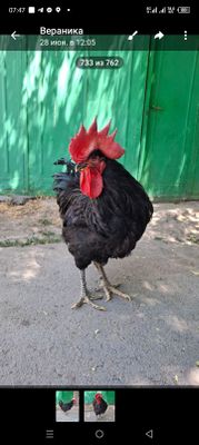 Питух Черный принц