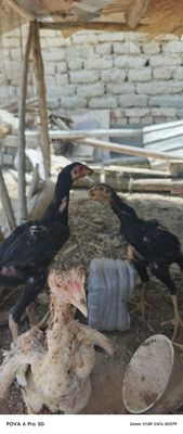 Jo'jala sotiladi hammasi bir joyga