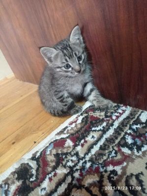 Отдаём в добрые руки милиньких котят, город Джизак