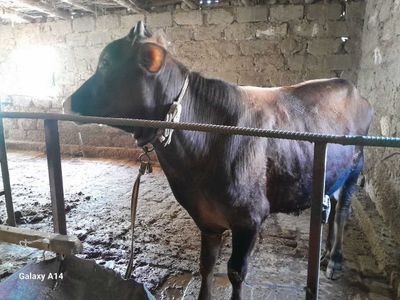 Boqiladigan buqa sotiladi