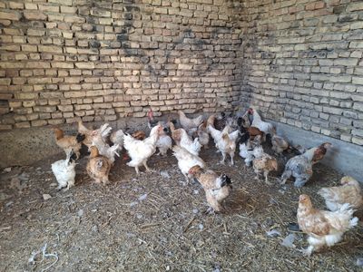 Brama Tovuqlar Arzon va tez sotiladi narxi ajoyib, pul kerakligi uchun