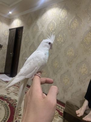 Dubay kerela moda ruchnoy toti srochna