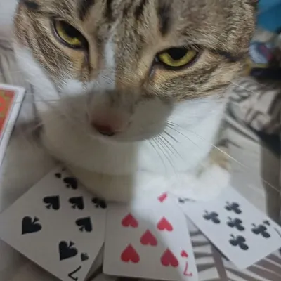 Отдам кота в хорошие руки