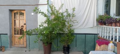 hozir ayni gullagan mahali