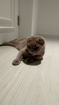 Скотиш вислоухая кошка самка