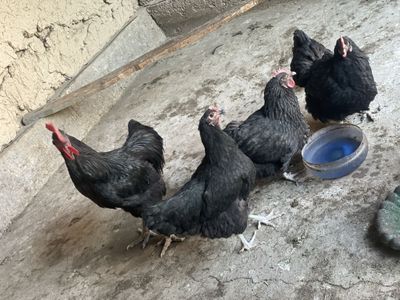 Xo’roz tovuqlar sotiladi parodasi Qora shag’zoda