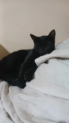 Бесплатно котенок